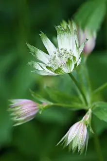 Astrantia: Astrantia