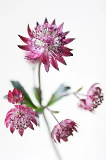 Astrantia: Astrantia