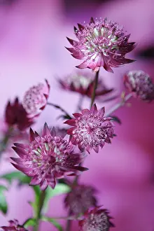Astrantia: Astrantia