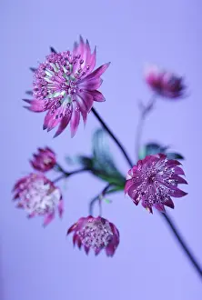 Astrantia: Astrantia