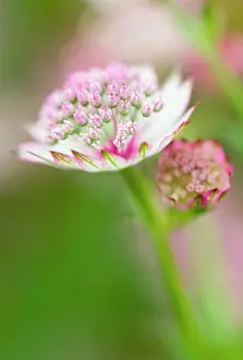 Astrantia: Astrantia