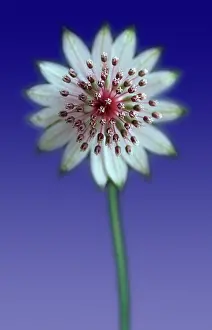 Astrantia: Astrantia
