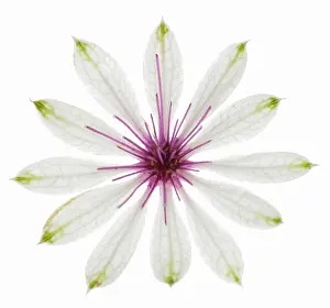 Astrantia: Astrantia