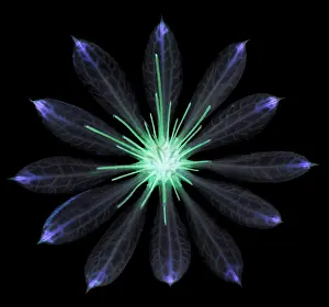 Astrantia: Astrantia