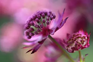 Astrantia: Astrantia