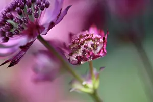 Astrantia: Astrantia