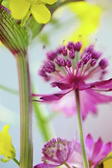 Astrantia: Astrantia
