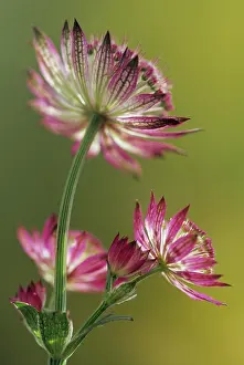 Astrantia: Astrantia