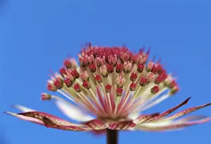Optimism: Astrantia