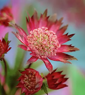 Astrantia: Astrantia