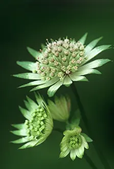 Exquisite: Astrantia