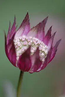 Exquisite: Astrantia