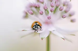 Astrantia: Astrantia
