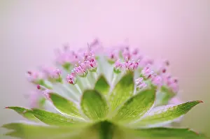 Exquisite: Astrantia