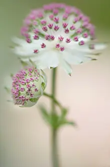 Leadership: Astrantia
