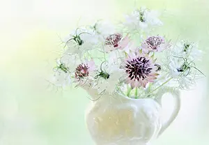 Astrantia: Astrantia