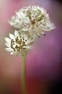 Leadership: Astrantia