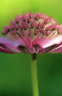 Astrantia: Astrantia
