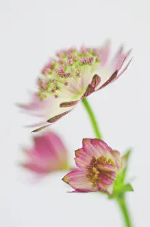 Maxima: Astrantia