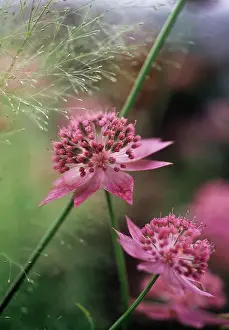 Astrantia: Astrantia