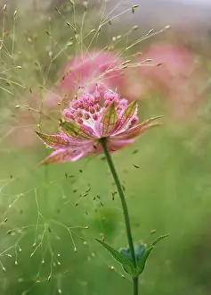 Turned: Astrantia