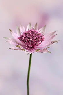 Astrantia: Astrantia, Great masterwort, Astrantia major Roma