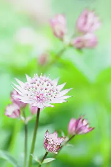 Astrantia: Astrantia major, Astrantia, Masterwort, Pink, Perennial, Unu