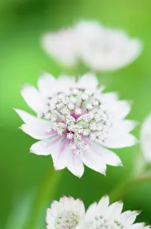 Astrantia: Astrantia major, Astrantia, Masterwort, White, Green, Perenn