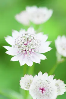 Astrantia: Astrantia major, Astrantia, Masterwort, White, Green, Perenn