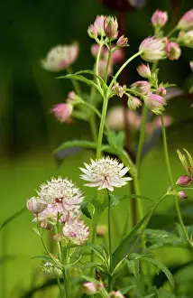 Till: Astrantia major - a border perennial that flowers
