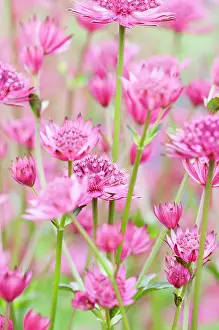 Astrantia: Astrantia major Venice, Masterwort Great masterwort, Pin