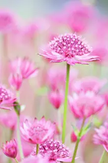 Astrantia: Astrantia major Venice, Masterwort Great masterwort, Pin