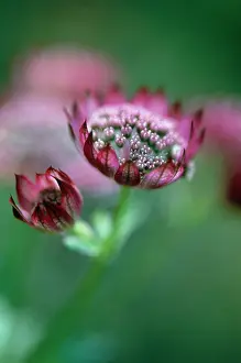 Astrantia: Astrantia, masterwort