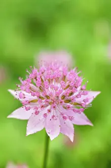 Astrantia: Astrantia, Masterwort