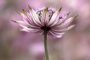 Astrantia: Astrantia, Masterwort, Astrantia, Astrantia major