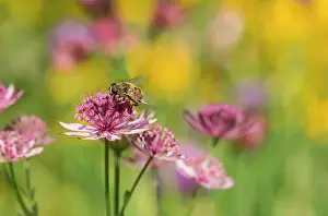 Astrantia: Astrantia, Masterwort, Astrantia cultivar, Pink