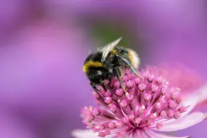 Astrantia: Astrantia, Masterwort, Astrantia cultivar, Pink