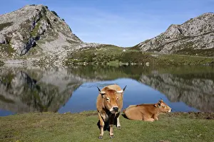 Pieces: Asturian and Cow Lake Covadonga in Asturias Spain