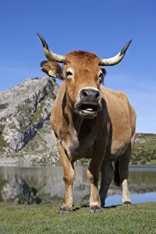 Pieces: Asturian and Cow Lake Covadonga in Asturias Spain