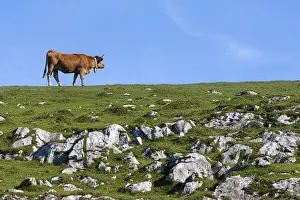 Pieces: Asturian cow in the meadow in the PN Picos de Europa