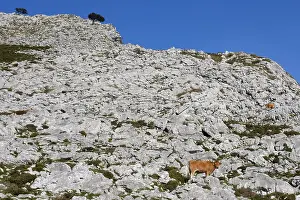 Pieces: Asturian cows on a rocky mountain soil