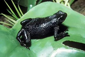 Ecuadoran: Atelopus ignescens
