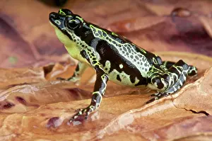 Toads: Atelopus spumarius Atelopus