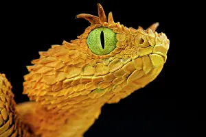 Eyelash: Atheris ceratophora Atheris ceratophorus Atheris
