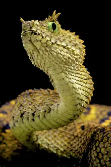 Eyelash: Atheris ceratophora Atheris ceratophorus Atheris