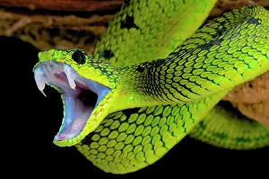 Hook: Atheris nitschei Atheris