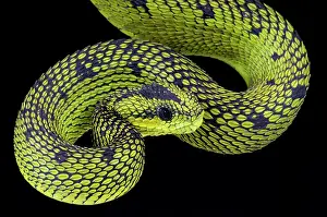 Nitschei: Atheris nitschei Atheris