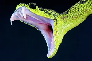 Hook: Atheris nitschei Atheris
