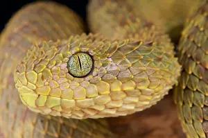 Cameroon: Atheris squamiger Atheris subocularis Atheris sq