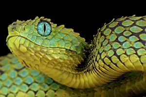 Cameroon: Atheris squamiger Atheris subocularis Atheris sq